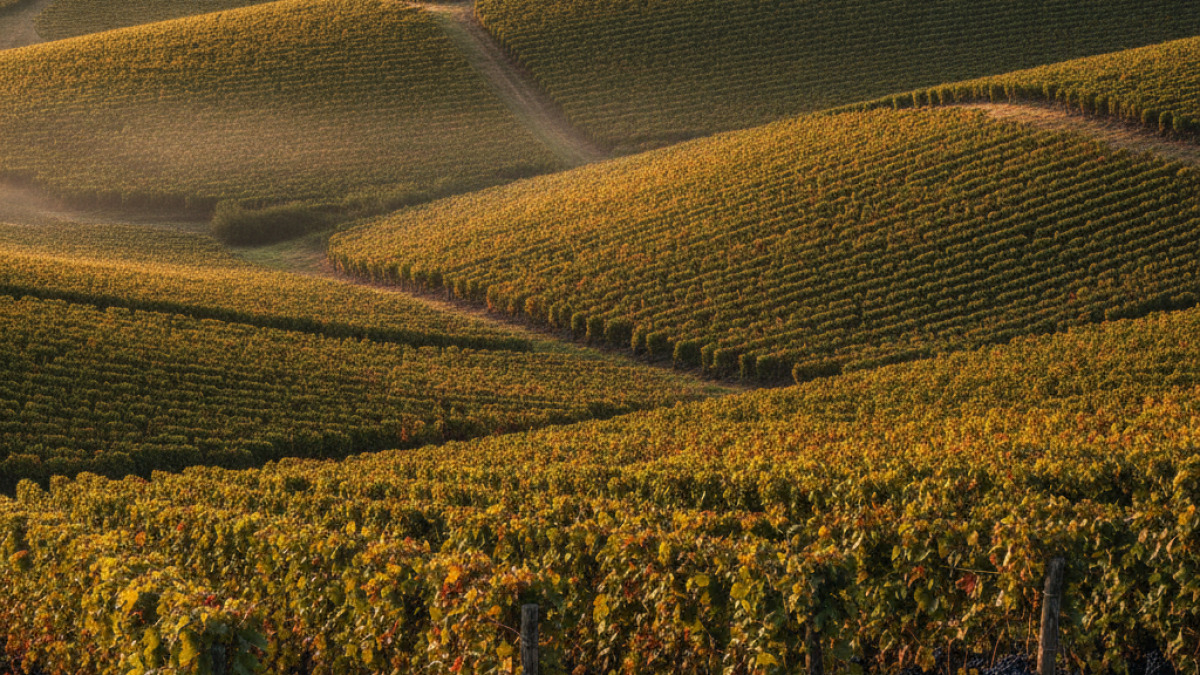 Vendanges 2026 imminentes en Bourgogne : ce qu'il faut savoir