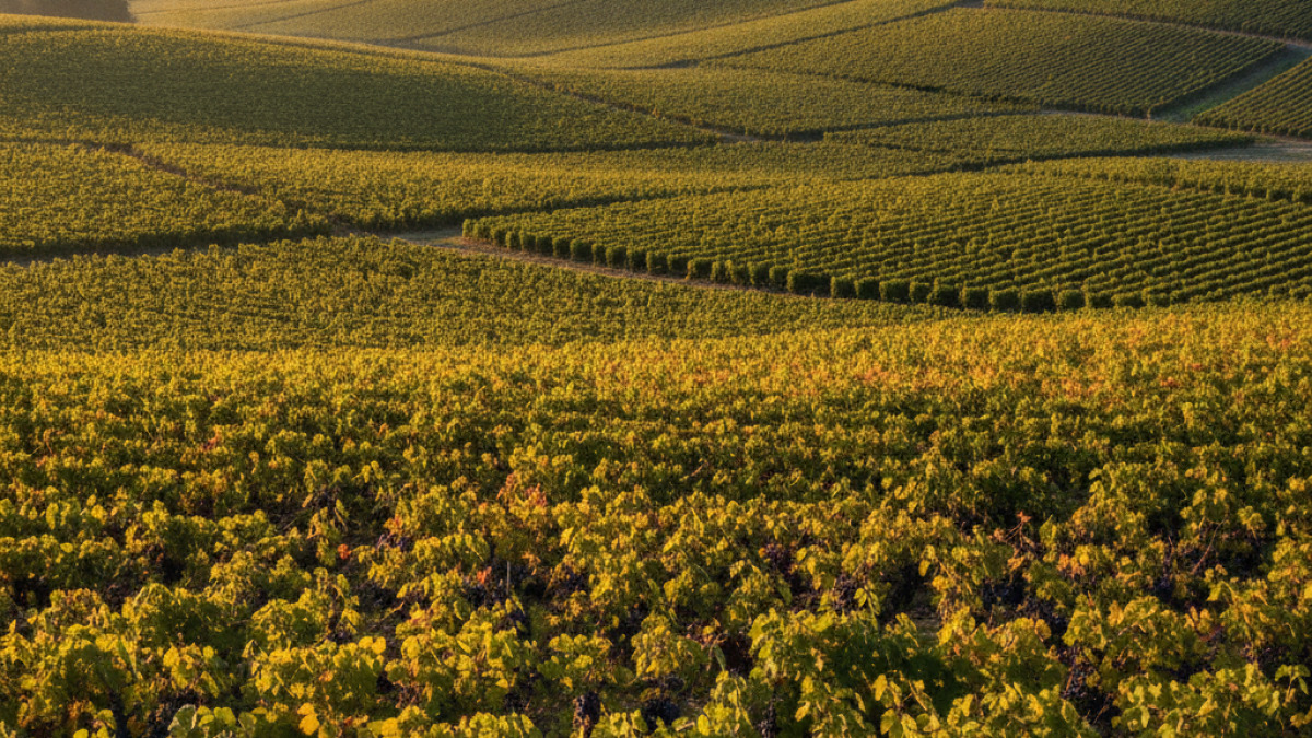 Vendanges 2026 imminentes en Champagne : ce qu'il faut savoir