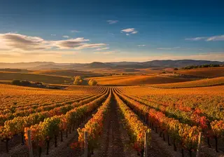 Vignobles Espagne — offres d'emploi dans le vin