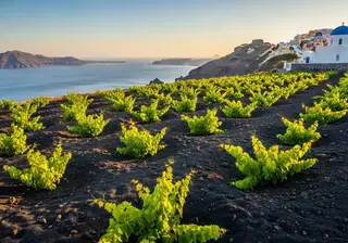Vignobles Grèce — offres d'emploi dans le vin